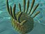 3d model of wiwaxia prehistoric cambrian