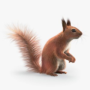Squirrel Rigged Xgen