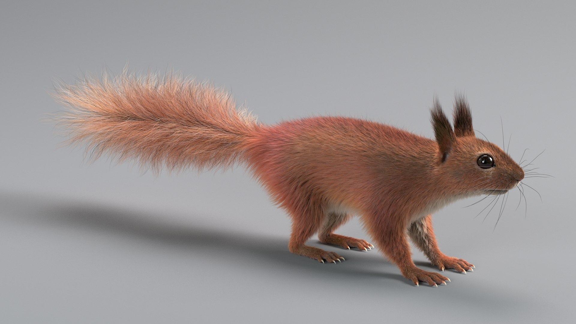 3D Squirrel Rigged Xgen - TurboSquid 2362824