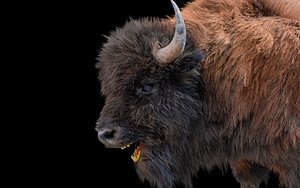 Bison Hair Fur Rigged