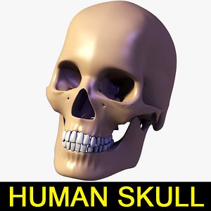 human skull 3d model