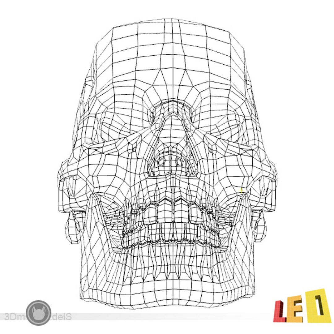Human Skull 3d Model