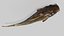 3D model Catfish animated