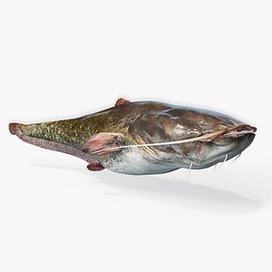 3D model Catfish animated