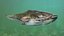 3D model Catfish animated