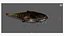 3D model Catfish animated