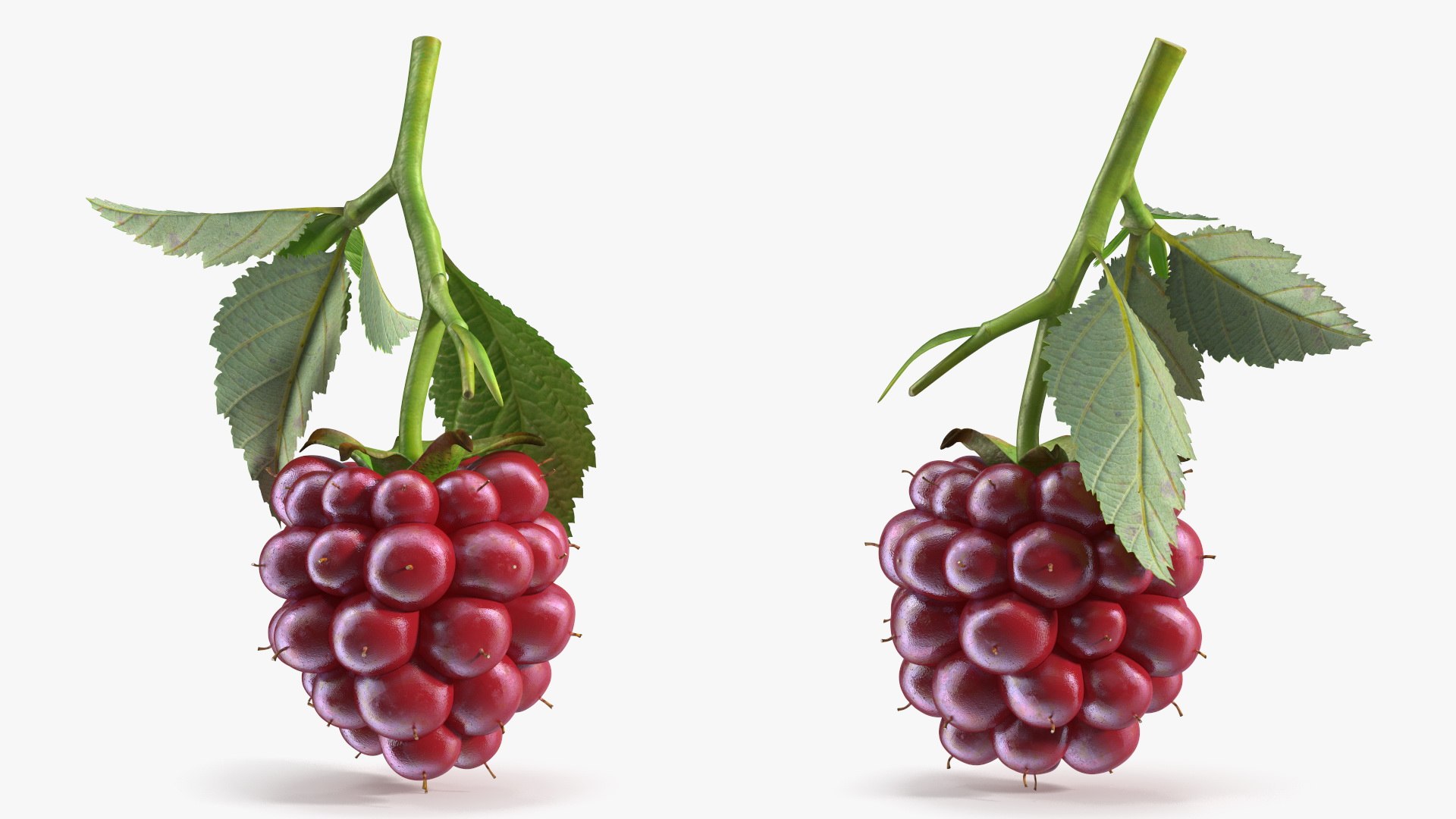 Red Raspberry With Leaves 3D Model - TurboSquid 2396015