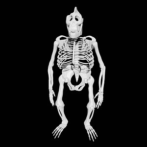 Rigged Gorilla Skeleton