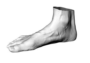 Foot model