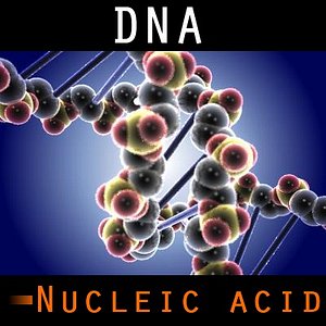 dna organisms cells 3d model