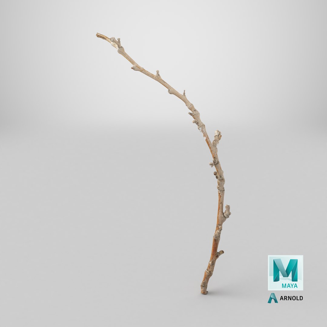 3D Scanned Sprig 07 StemCell model https://p.turbosquid.com/ts-thumb/pY/4VO652/TH/stemcell_maya_arnold_render/png/1745837428/1920x1080/fit_q87/2dab2564dfc1d57271f17b8991e79abffabf5a75/stemcell_maya_arnold_render.jpg