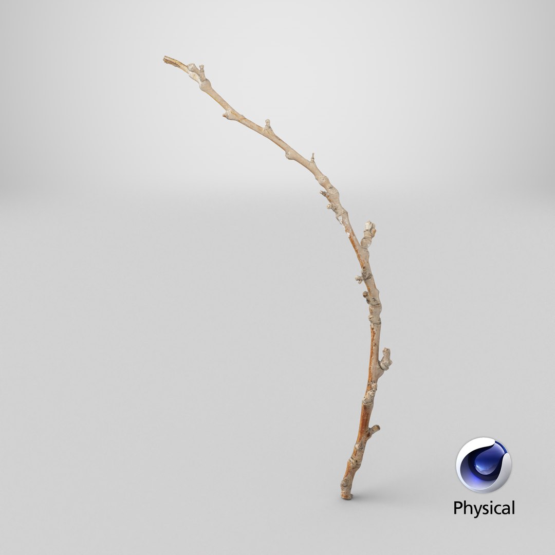 3D Scanned Sprig 07 StemCell model https://p.turbosquid.com/ts-thumb/pY/4VO652/W5/stemcell_cinema_4d_physical_render/png/1745837433/1920x1080/fit_q87/c36d8fc91812e05116bf89be1fd64b6ee5ed3f3d/stemcell_cinema_4d_physical_render.jpg