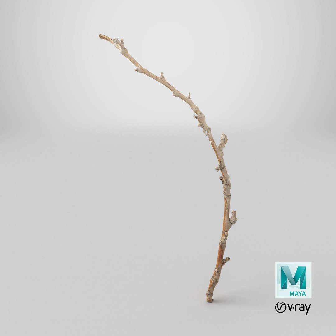 3D Scanned Sprig 07 StemCell model https://p.turbosquid.com/ts-thumb/pY/4VO652/jT/stemcell_maya_vray_render/png/1745837430/1920x1080/fit_q87/1d8485e275e138f7ad577405e5e01d6efbce4087/stemcell_maya_vray_render.jpg