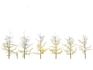 Ginkgo Biloba - Maidenhair Tree 18 model