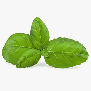 Fresh Basil Leafs