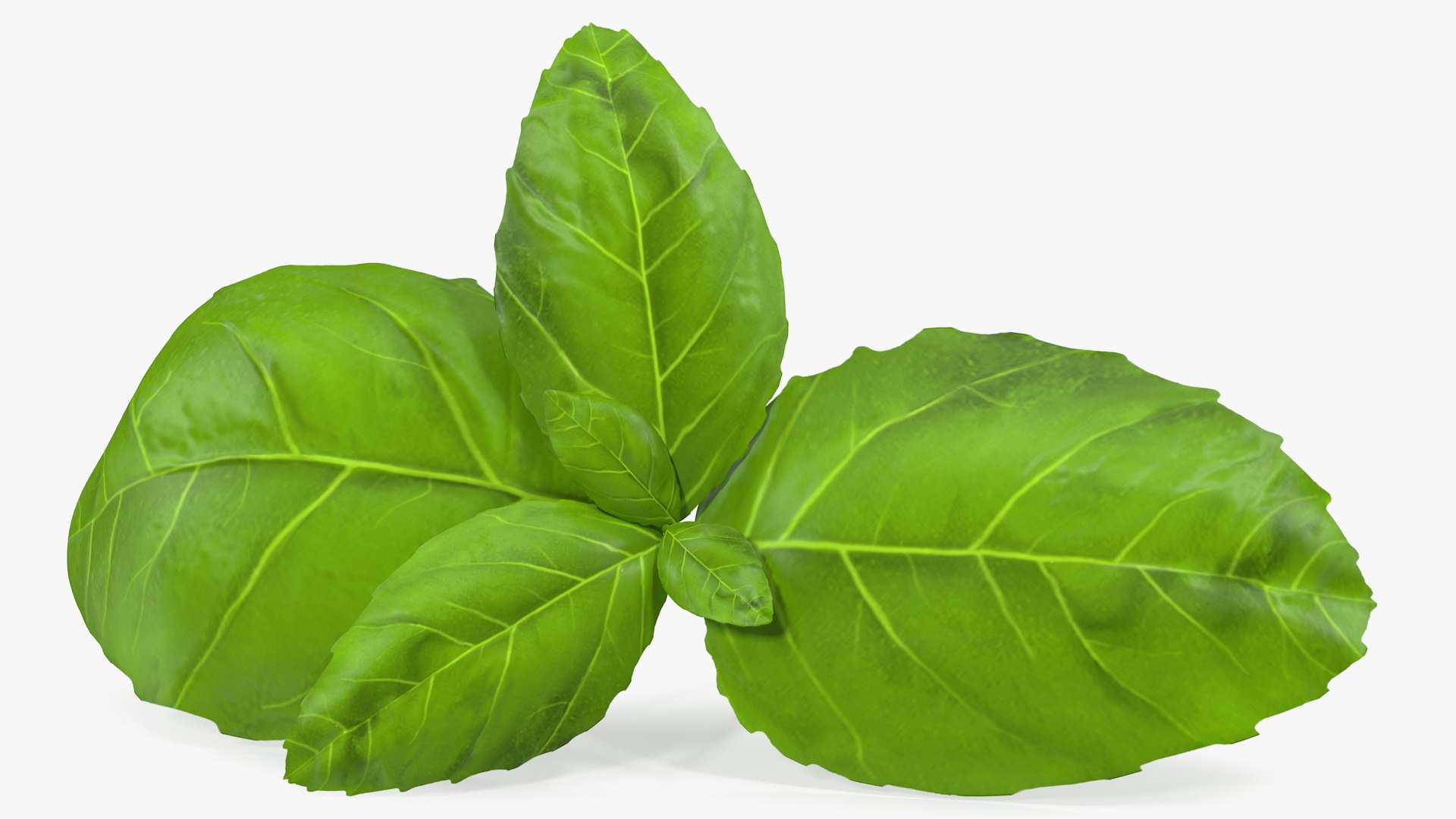 Fresh Basil Leafs 3D model preview