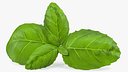Fresh Basil Leafs