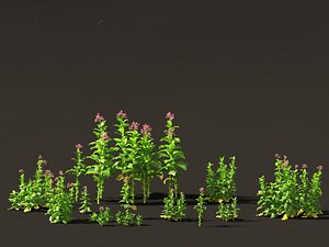 Nicotiana tabacum - Tobacco model