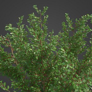 2021 PBR African Boxwood Collection - Myrsine Africana
