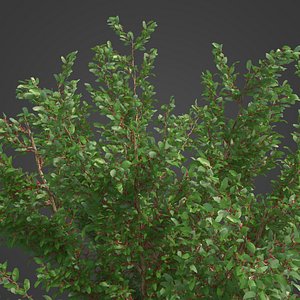 2021 PBR African Boxwood Collection - Myrsine Africana