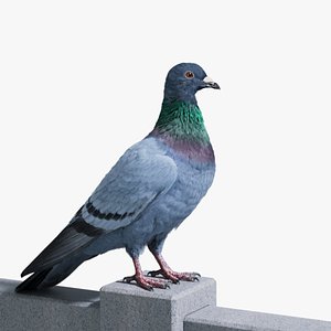 3D Pigeon Animated model