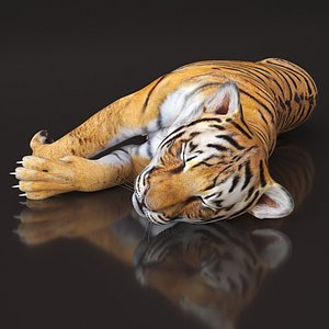 Tiger Cub Sleeping