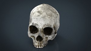 Realistic Skull