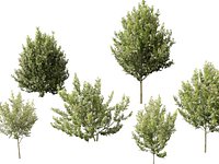HighpolyLowpoly Prunus padus - Bird Cherry