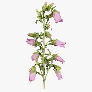 Canterbury Bellflower Campanula Medium Remastered 3D model