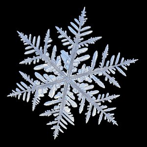 snow flake v003