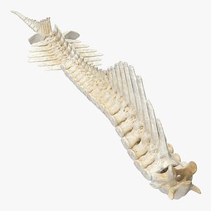 Animal Spine Vertebrae Bones 3D Model