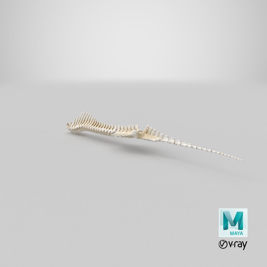 animal spine vertebrae bones 3D model https://p.turbosquid.com/ts-thumb/pY/dqfciu/84/stemcell_maya_vray_render/png/1650620317/1920x1080/fit_q87/0af004c864a238a89cee9a5f252d661ed65500ae/stemcell_maya_vray_render.jpg