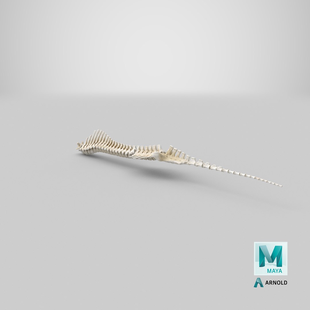 animal spine vertebrae bones 3D model https://p.turbosquid.com/ts-thumb/pY/dqfciu/BR/stemcell_maya_arnold_render/png/1650620314/1920x1080/fit_q87/e9b9c0fb9ca19f44d2515623cd0fa15b9eb0c18d/stemcell_maya_arnold_render.jpg