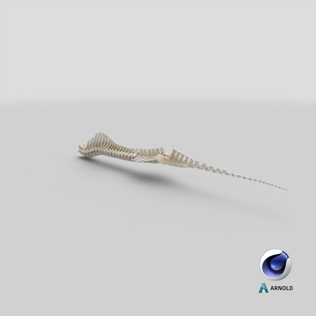 animal spine vertebrae bones 3D model https://p.turbosquid.com/ts-thumb/pY/dqfciu/Bp/stemcell_cinema_4d_arnold_render/png/1650620303/1920x1080/fit_q87/d81db44f825bd11edb9239437816c2b5f0c9033c/stemcell_cinema_4d_arnold_render.jpg