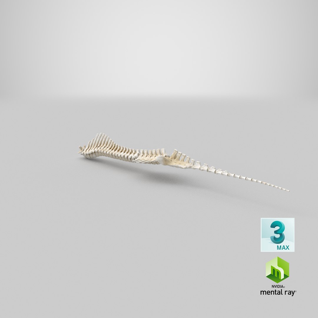 animal spine vertebrae bones 3D model https://p.turbosquid.com/ts-thumb/pY/dqfciu/Bq/stemcell_max_mental_ray_render/png/1650620310/1920x1080/fit_q87/9d2171ecc78e7d5c2fd5787790cfe04761f40770/stemcell_max_mental_ray_render.jpg
