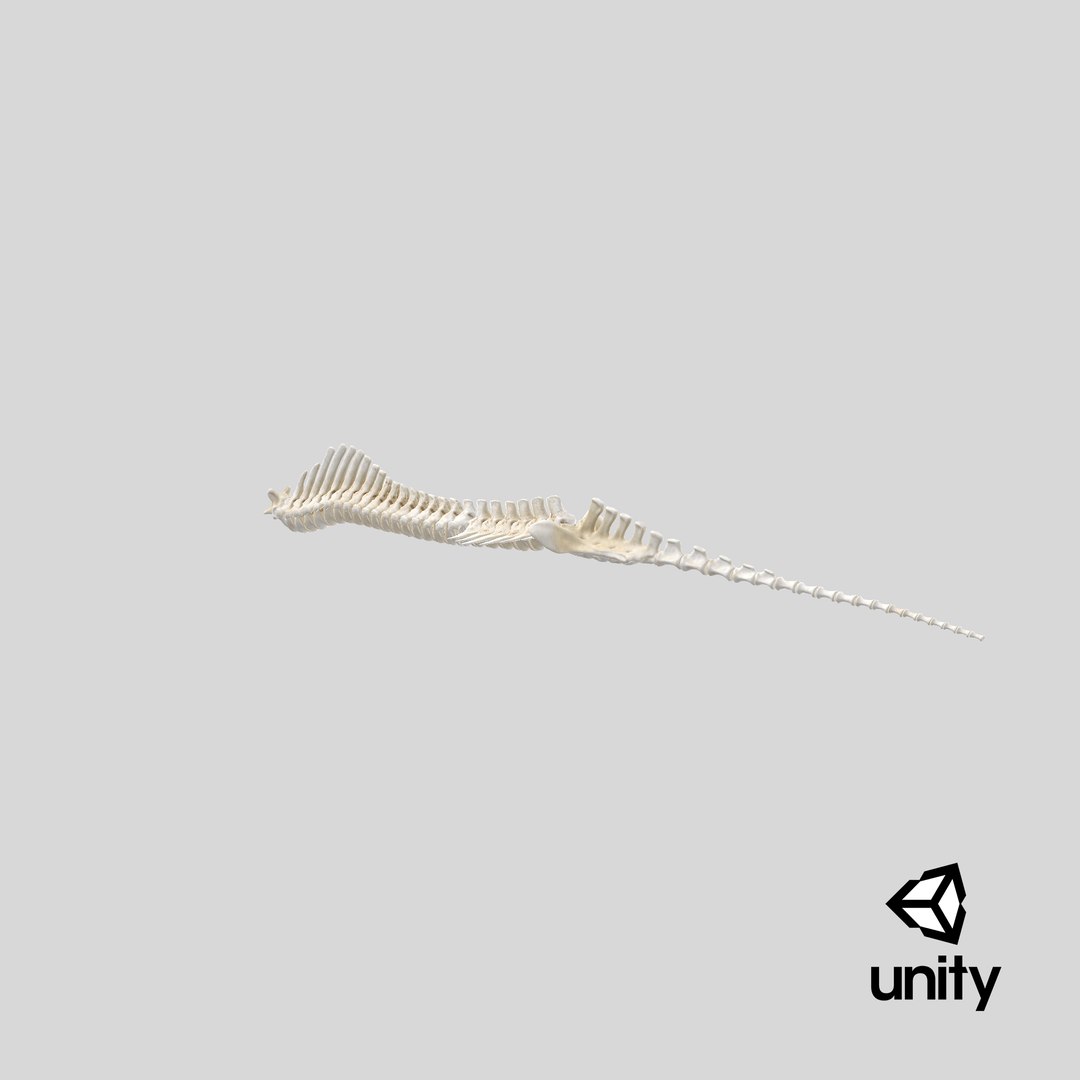 animal spine vertebrae bones 3D model https://p.turbosquid.com/ts-thumb/pY/dqfciu/Iy/stemcell_unity_render/png/1650620305/1920x1080/fit_q87/7825e2a85edf5194ace7cbd2df35801346b0d150/stemcell_unity_render.jpg
