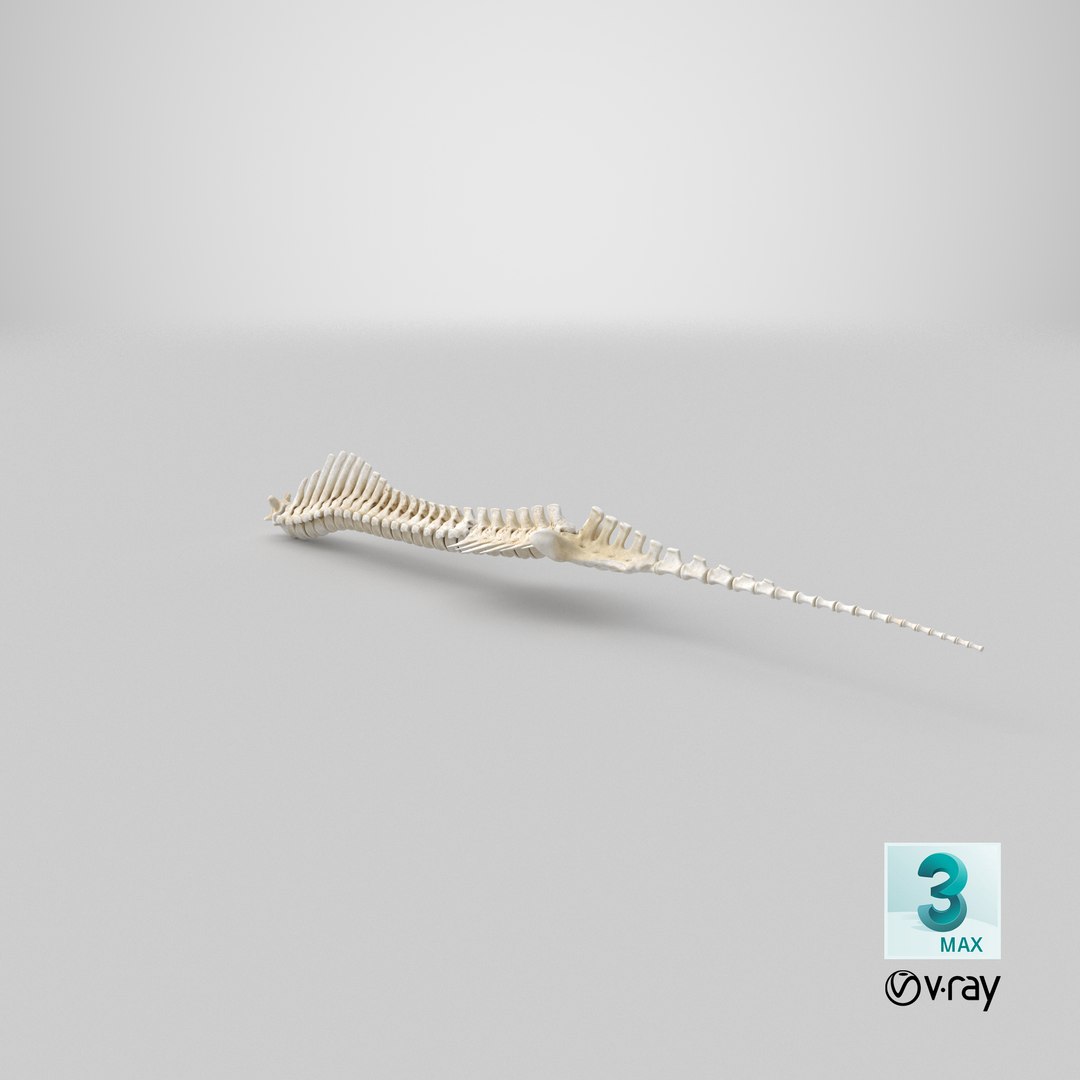 animal spine vertebrae bones 3D model https://p.turbosquid.com/ts-thumb/pY/dqfciu/OJ/stemcell_max_vray_render/png/1650620312/1920x1080/fit_q87/d9608adff0a1fdd7cc3fc56ec3b428ae9475d313/stemcell_max_vray_render.jpg