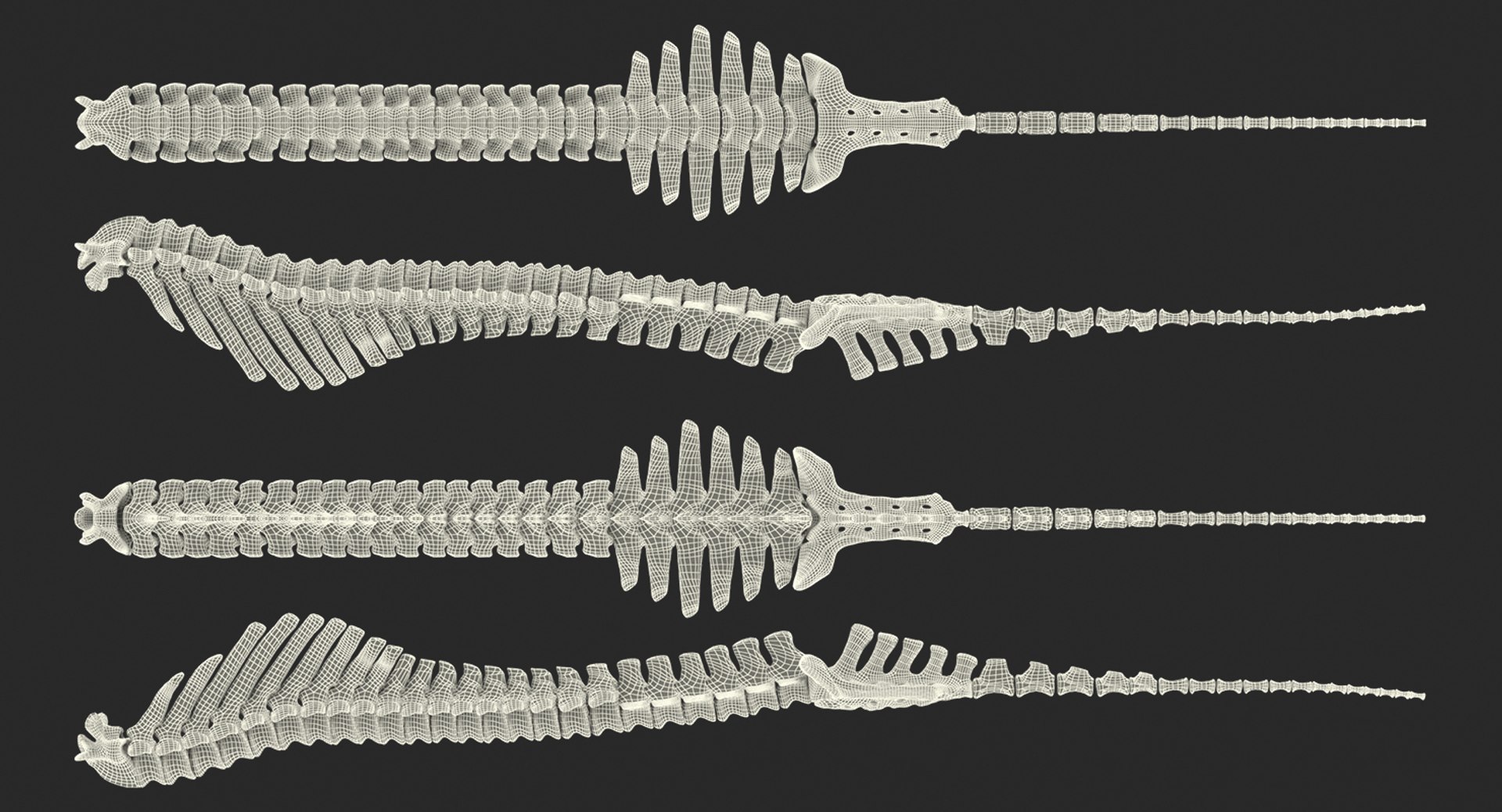 animal spine vertebrae bones 3D model https://p.turbosquid.com/ts-thumb/pY/dqfciu/Rf0nTDnN/animalspinevertebraebonesvray3dmodel017/jpg/1539617133/1920x1080/fit_q87/dd359aae4c5a0bca9f84d0481d530edf1c36b175/animalspinevertebraebonesvray3dmodel017.jpg