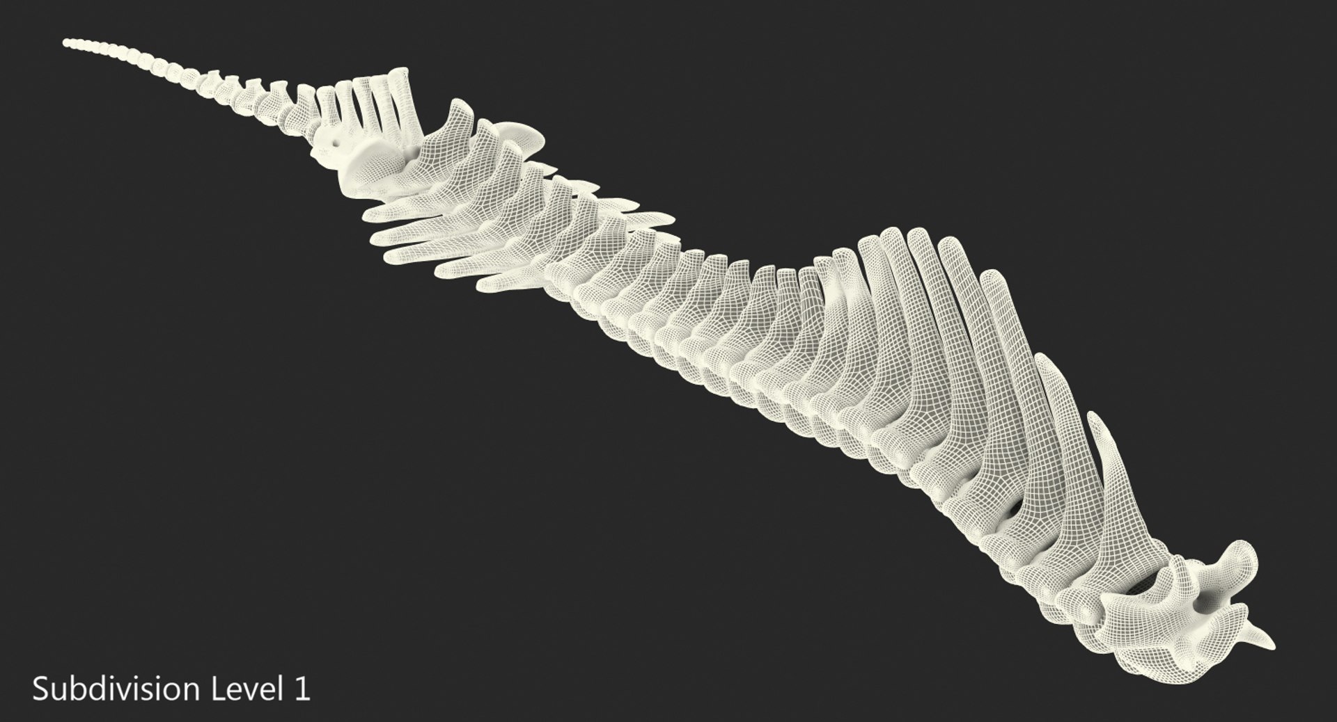 Animal Spine Vertebrae Bones 3D Model - TurboSquid 1337202