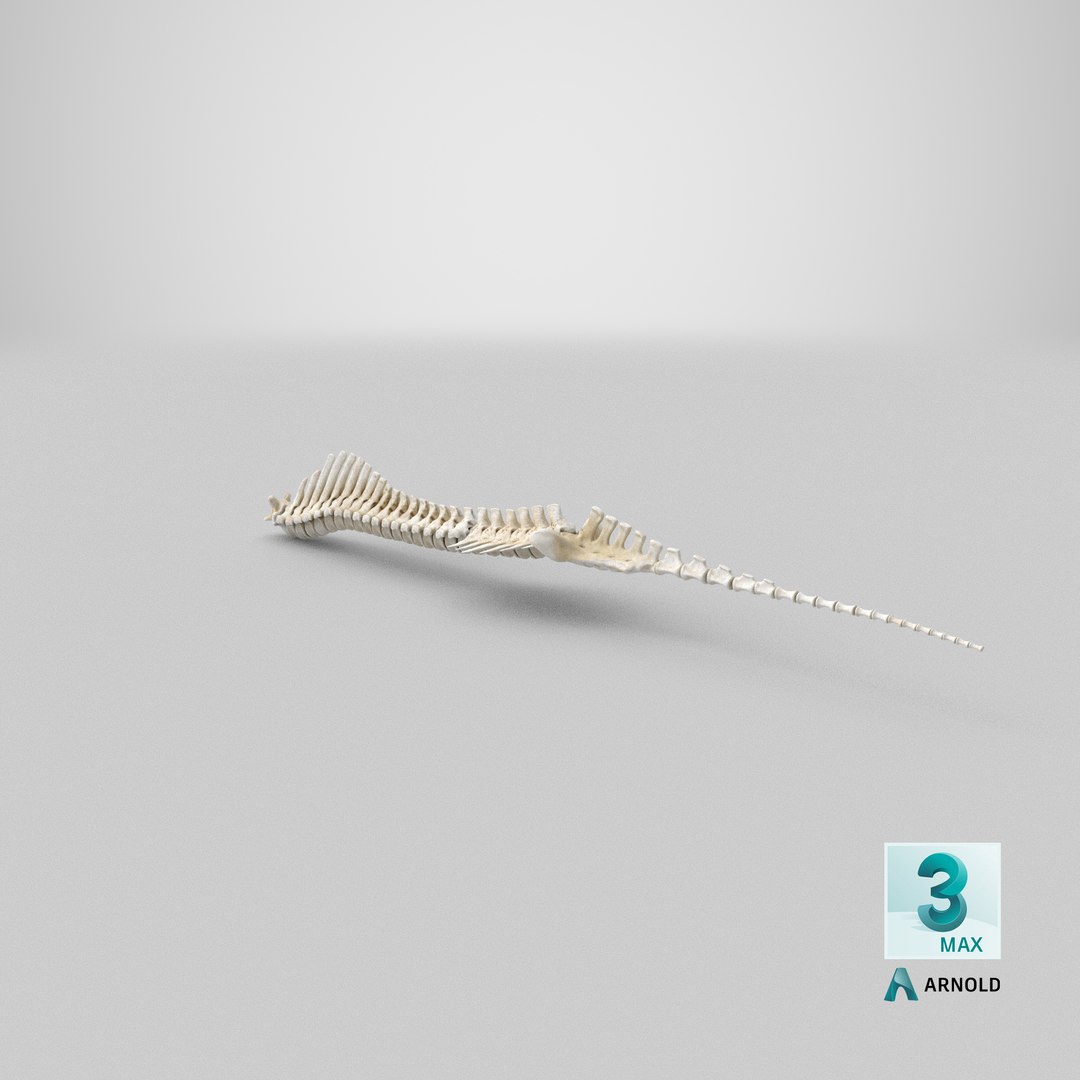 animal spine vertebrae bones 3D model https://p.turbosquid.com/ts-thumb/pY/dqfciu/ft/stemcell_max_arnold_render/png/1650620308/1920x1080/fit_q87/570c3c737a3311b640f58243e80c23e9d382dab1/stemcell_max_arnold_render.jpg
