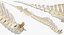 Animal Spine Vertebrae Bones 3D Model