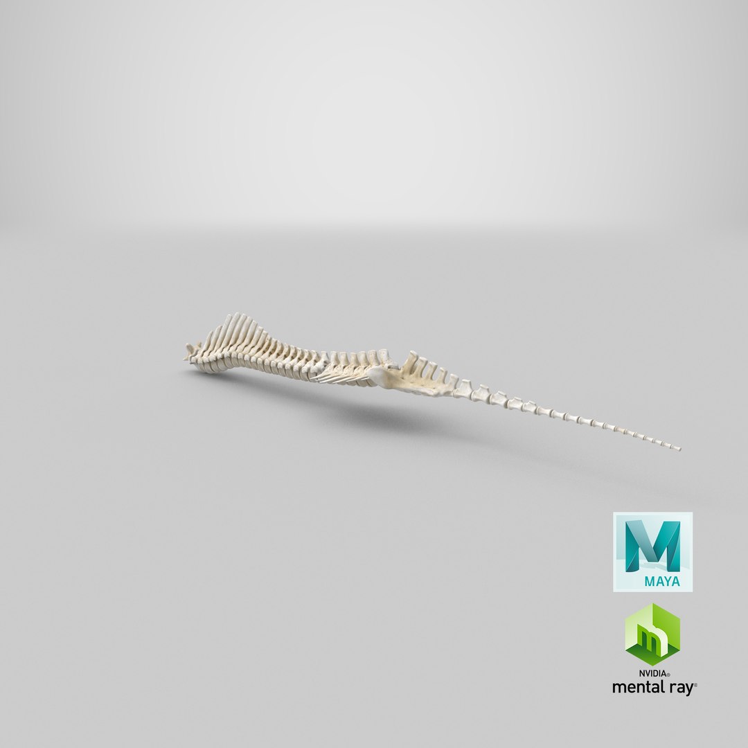 animal spine vertebrae bones 3D model https://p.turbosquid.com/ts-thumb/pY/dqfciu/pw/stemcell_maya_mental_ray_render/png/1650620315/1920x1080/fit_q87/ac7ccc8816f26fb1b1e0e5a43c984024a8baaba6/stemcell_maya_mental_ray_render.jpg