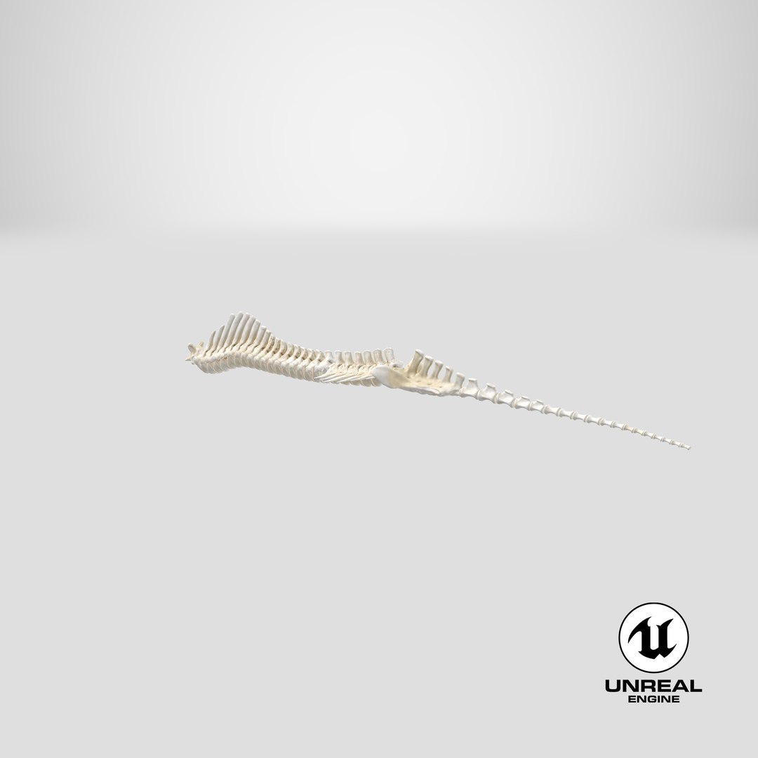 animal spine vertebrae bones 3D model https://p.turbosquid.com/ts-thumb/pY/dqfciu/qI/stemcell_unreal_render/png/1650620307/1920x1080/fit_q87/36aee1684d133be662f94d01cd89d1641428b301/stemcell_unreal_render.jpg