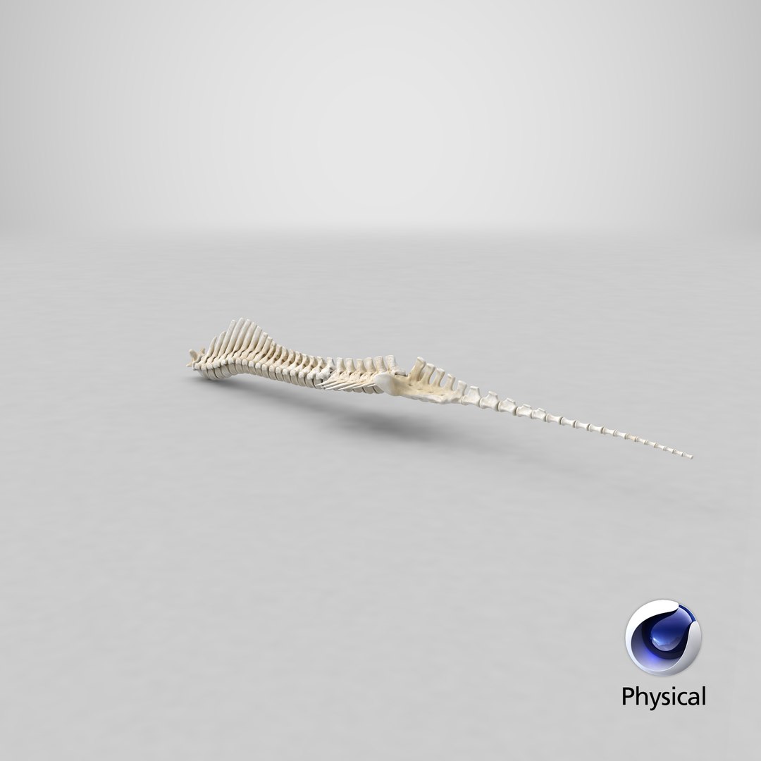 animal spine vertebrae bones 3D model https://p.turbosquid.com/ts-thumb/pY/dqfciu/qV/stemcell_cinema_4d_physical_render/png/1650620301/1920x1080/fit_q87/9dd4f4af2de56773517896b93eaf203d3ad075ac/stemcell_cinema_4d_physical_render.jpg