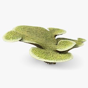 Montipora Foliosa 01 Coral 3D