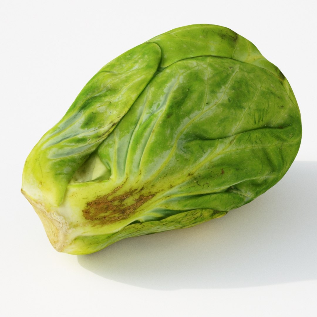 brussels sprout model https://p.turbosquid.com/ts-thumb/pY/p5HwgF/tGa0RnQd/brusselssprout2_th03/jpg/1567867629/1920x1080/fit_q87/1a19ebf089d897fd0a884989a38bc012b7f840fc/brusselssprout2_th03.jpg