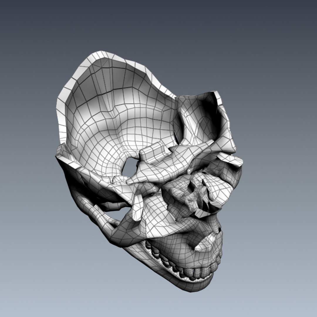 Human Skull Exploding 3d Model