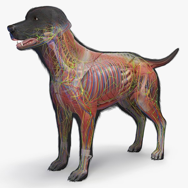 Full Dog Male Anatomy Static - Hair Cards model