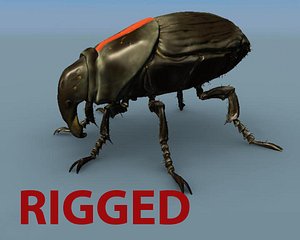 obj padi field beetle