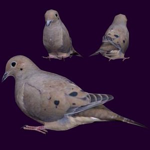 MourningDove-fem